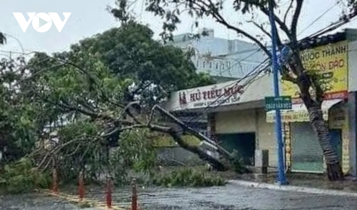 nhieu cay xanh o vung tau bi bat goc, do nga sau mua hinh anh 8