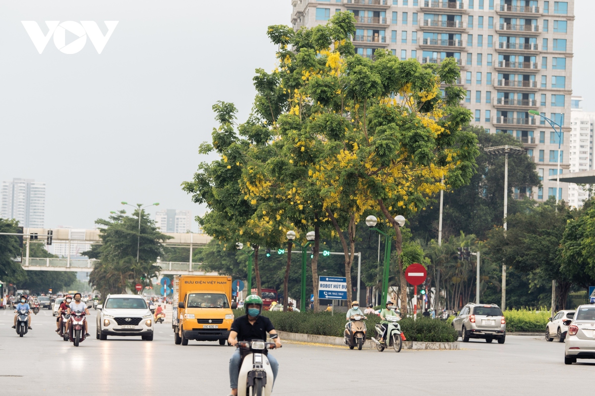 ngam hoa muong hoang yen nhuom vang goc pho ha noi hinh anh 1