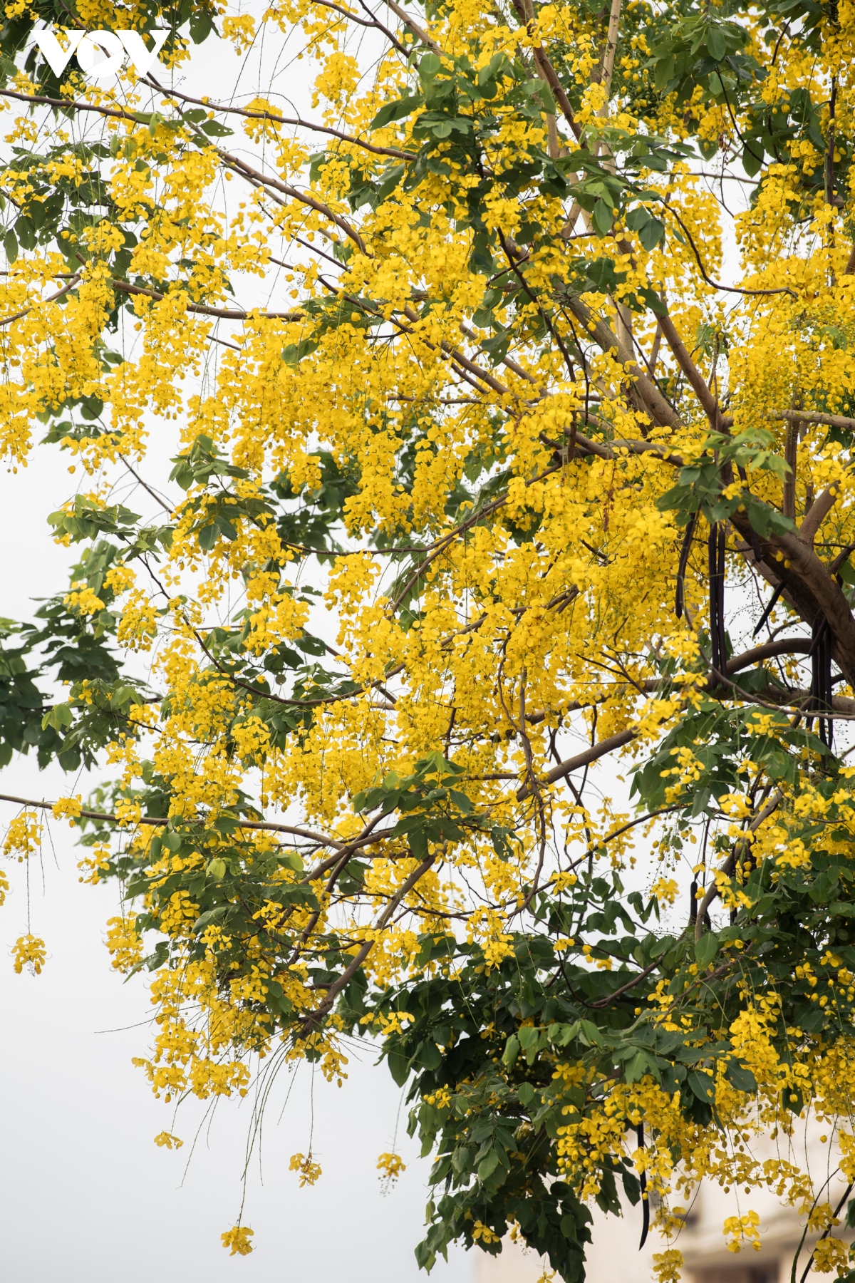 ngam hoa muong hoang yen nhuom vang goc pho ha noi hinh anh 2