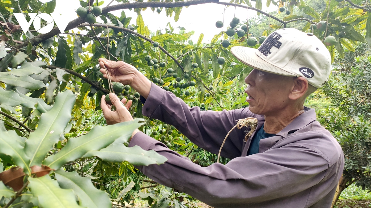 macca - san pham nong nghiep dac huu tren vung nui da lai chau hinh anh 1