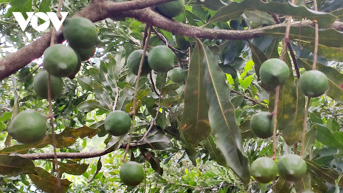 Macca - sản phẩm nông nghiệp đặc hữu trên vùng núi đá Lai Châu