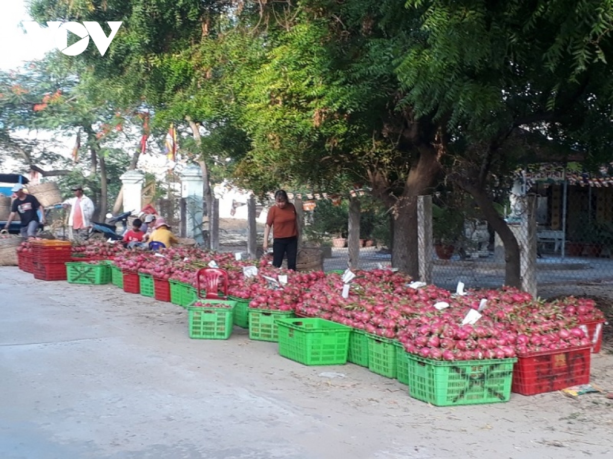 binh thuan tim dau ra cho trai thanh long hinh anh 2