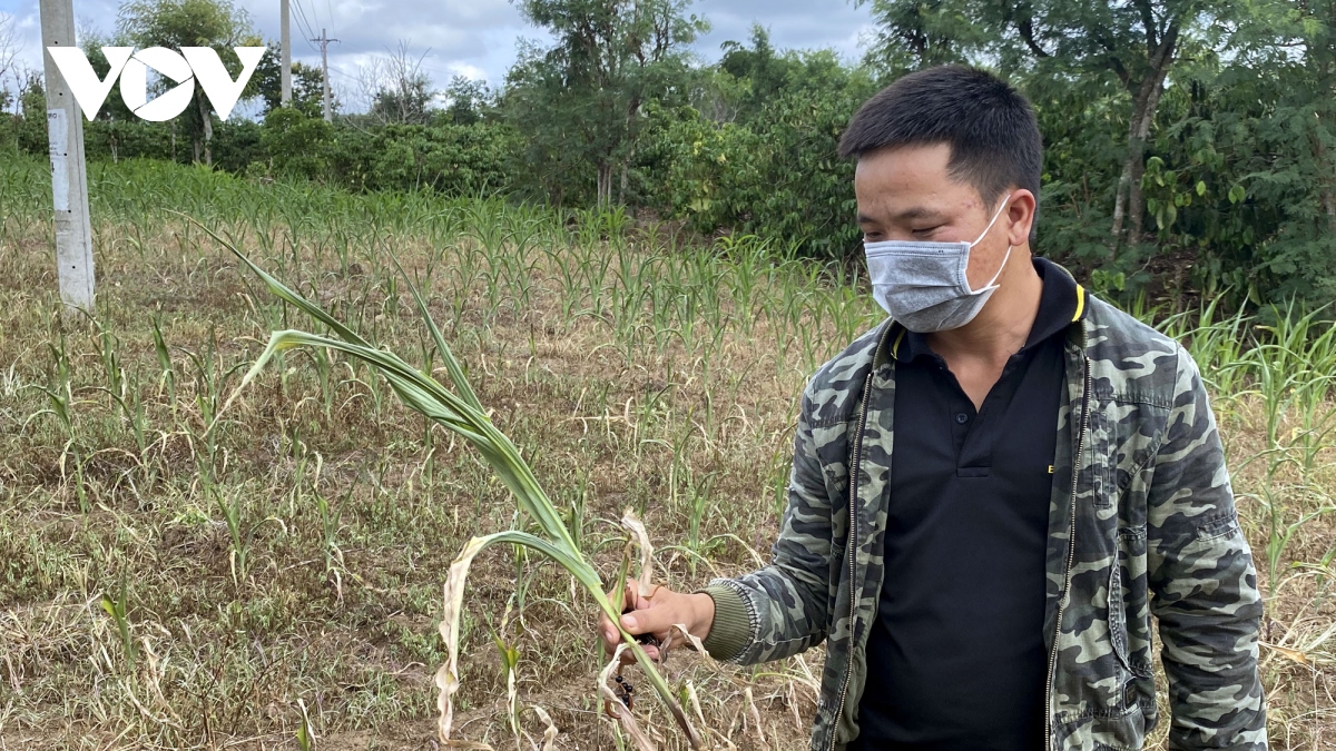 han han giua mua mua Dak lak khien nong dan thiet hai nang hinh anh 1