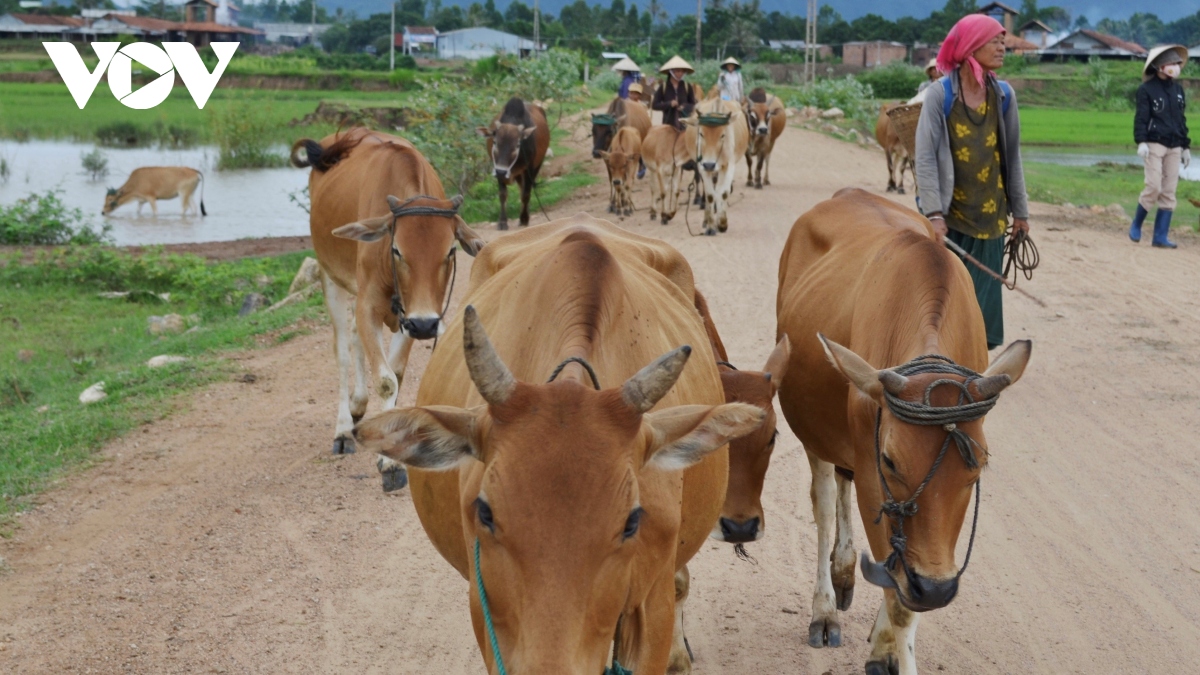 Dai bieu quoc hoi ban khoan viec ho tro dien thoai thong minh cho ho ngheo hinh anh 3