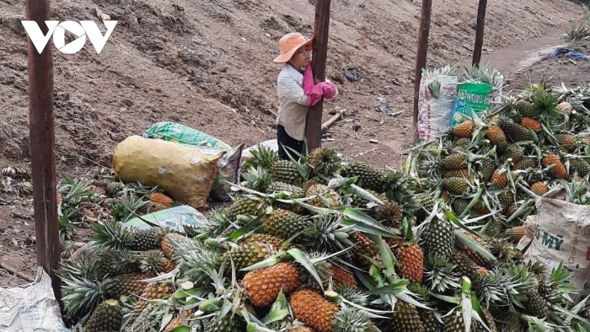 tien giang khong co giay thong hanh , hang nghin ha dua co nguy co bi thoi hinh anh 1