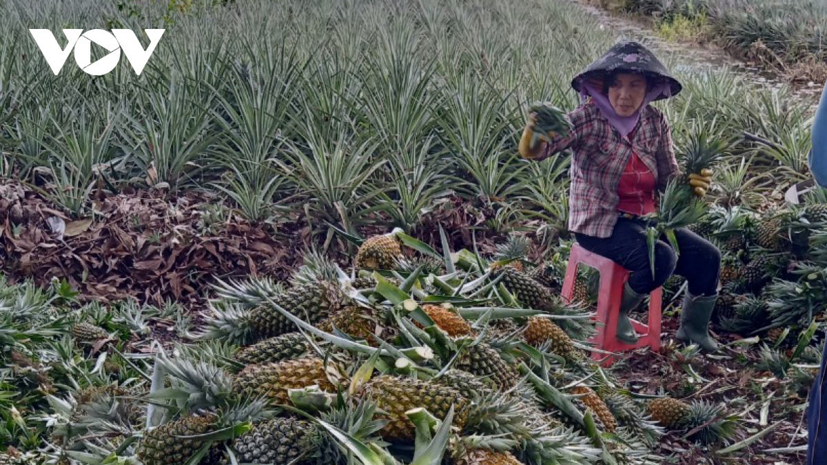 tien giang khong co giay thong hanh , hang nghin ha dua co nguy co bi thoi hinh anh 2