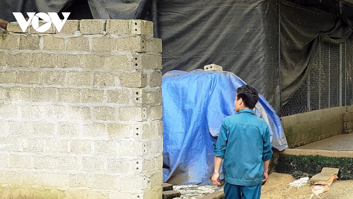 phát triển chăn nuôi trong đại dịch covid-19 ở lào cai hình ảnh 1 phat trien chan nuoi trong dai dich covid-19 o lao cai hinh anh 1