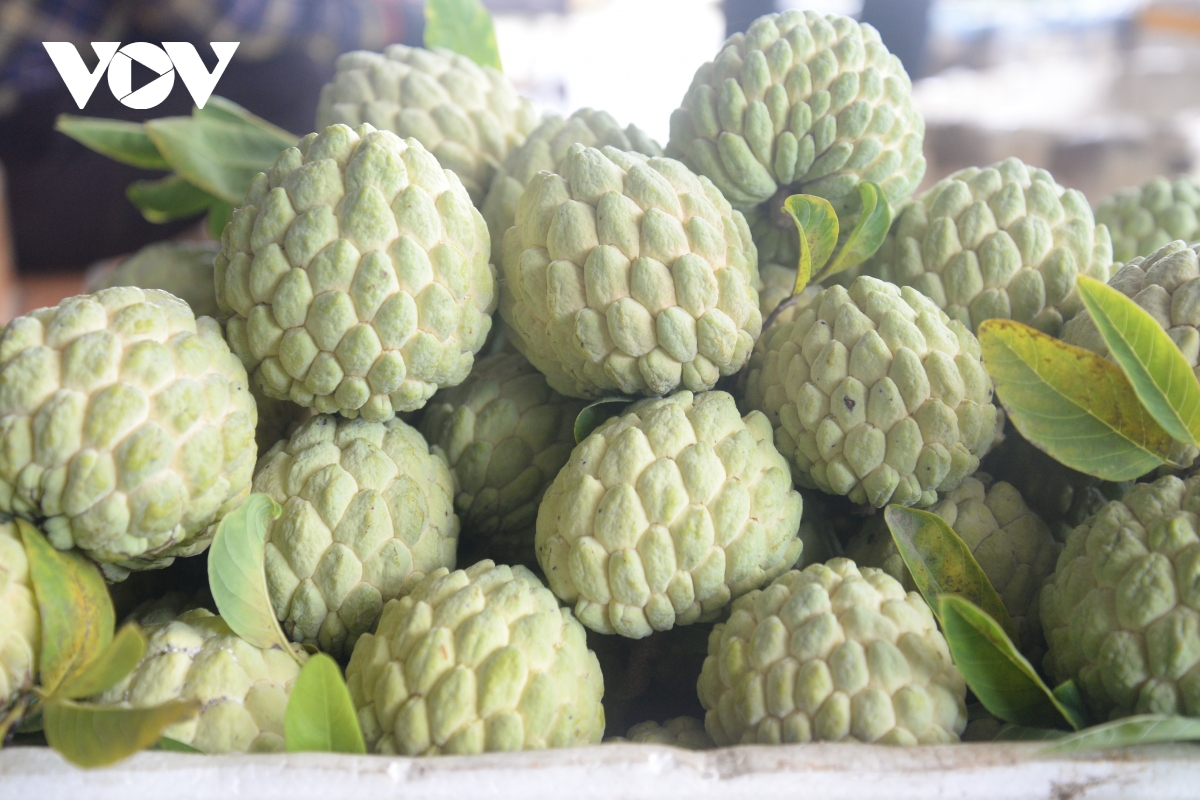 mở luồng giao thông riêng giúp nông dân tiêu thụ na dai Đông triều hình ảnh 4 mo luong giao thong rieng giup nong dan tieu thu na dai Dong trieu hinh anh 4