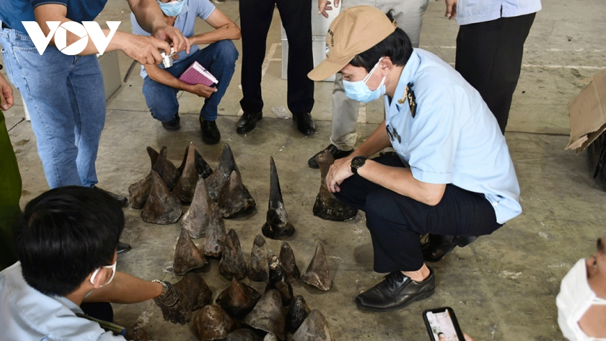 Big shipment of rhino horns, wild animal bones seized in Da Nang