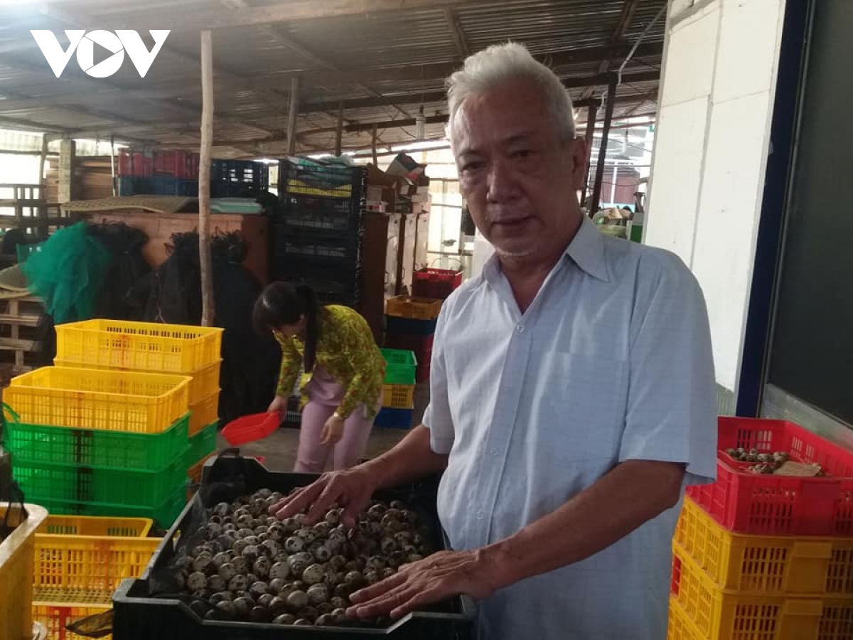 nông dân tiền giang tồn đọng hơn 1 triệu quả trứng chim cút có nguy cơ đổ bỏ hình ảnh 2 nong dan tien giang ton dong hon 1 trieu qua trung chim cut co nguy co do bo hinh anh 2