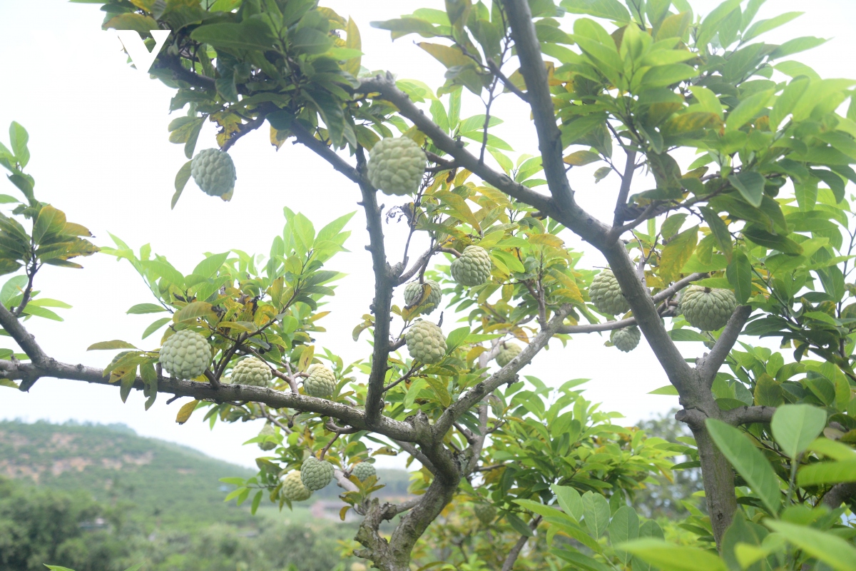 mở luồng giao thông riêng giúp nông dân tiêu thụ na dai Đông triều hình ảnh 3 mo luong giao thong rieng giup nong dan tieu thu na dai Dong trieu hinh anh 3
