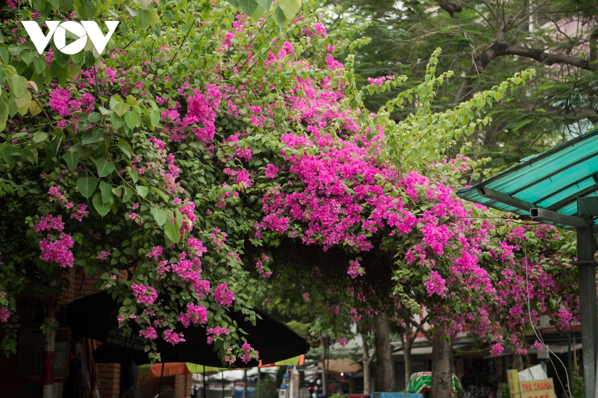 ngam hoa giay dep ruc ro giua mua he ha noi hinh anh 1