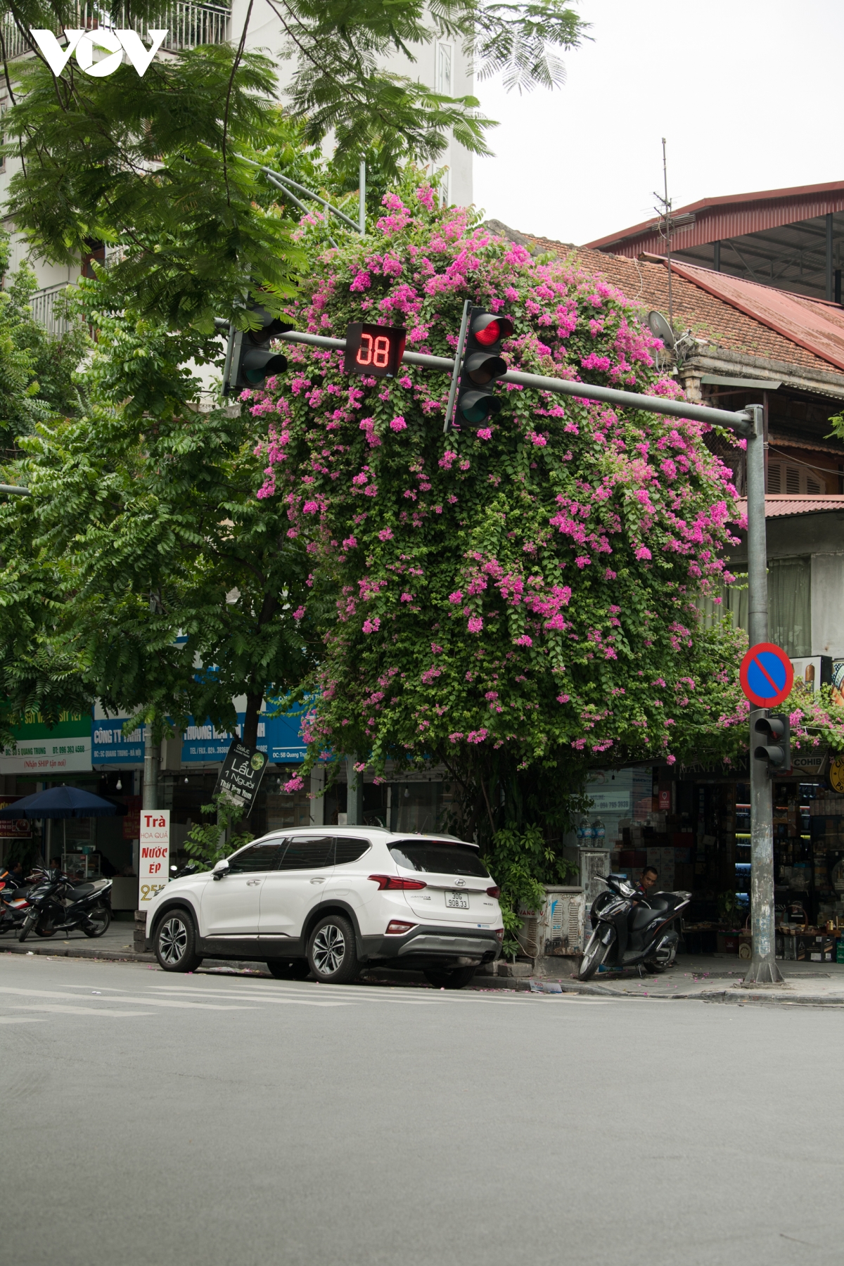 ngam hoa giay dep ruc ro giua mua he ha noi hinh anh 6