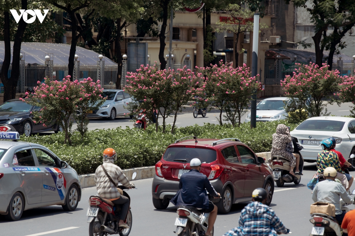 ngam hoa tuong vi khoe sac tren con duong tung duoc menh danh dep nhat viet nam hinh anh 10