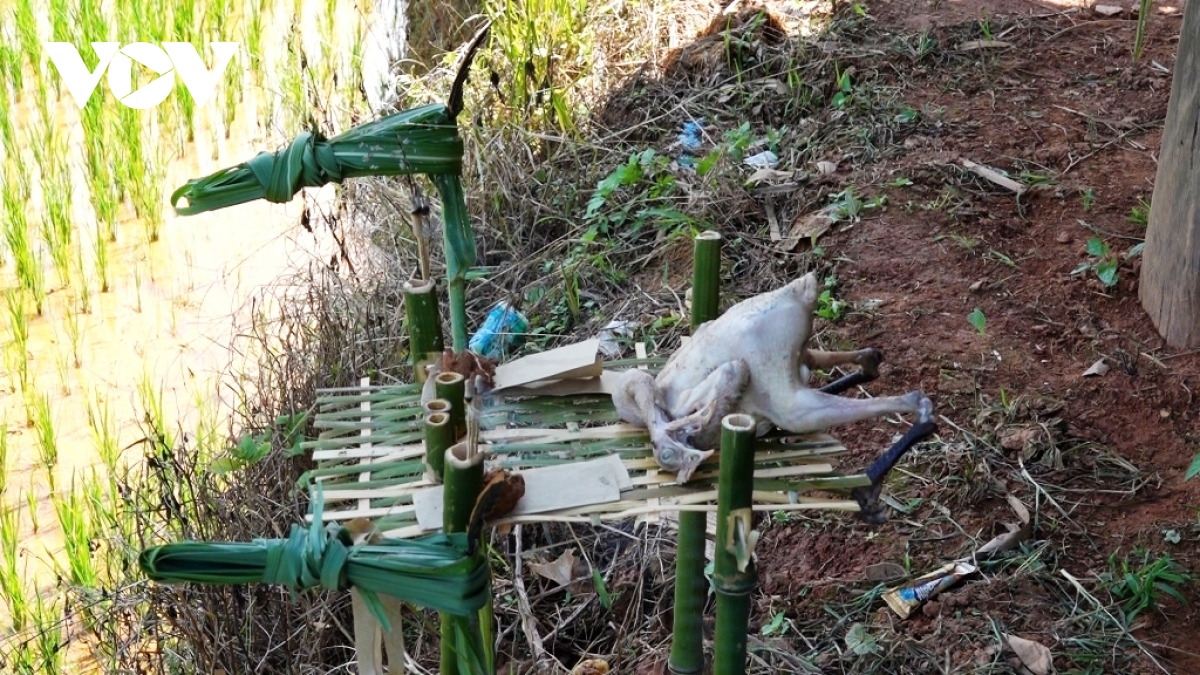 Doc dao le cung ruong bac thang cua dong bao mong o mu cang chai hinh anh 9