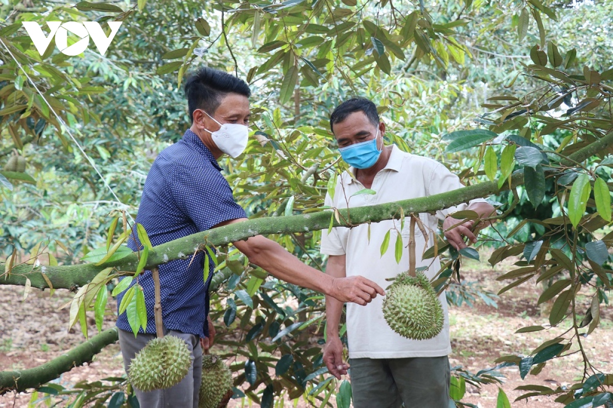 sau rieng Dak lak duoc mua nhung lai bi dau ra do dich benh hinh anh 1