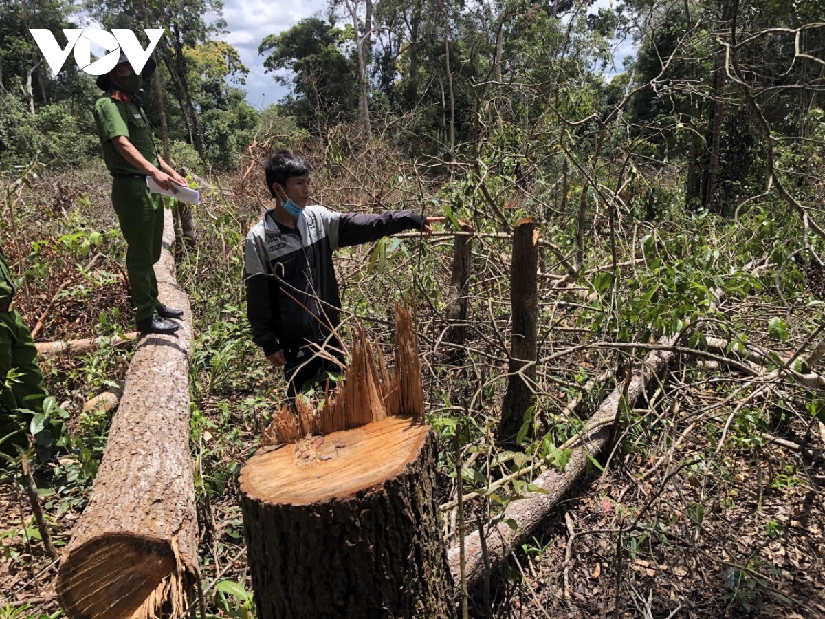 Khởi tố 7 đối tượng phá hơn 1,2 ha rừng ở Đắk Nông | VOV.VN