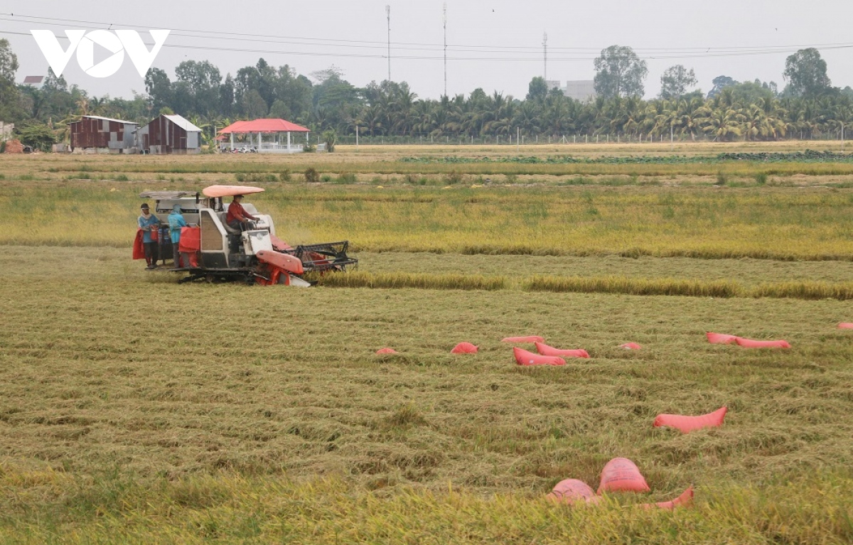 an giang thao go kho khan, ket noi ho tro nong dan tieu thu lua hinh anh 1