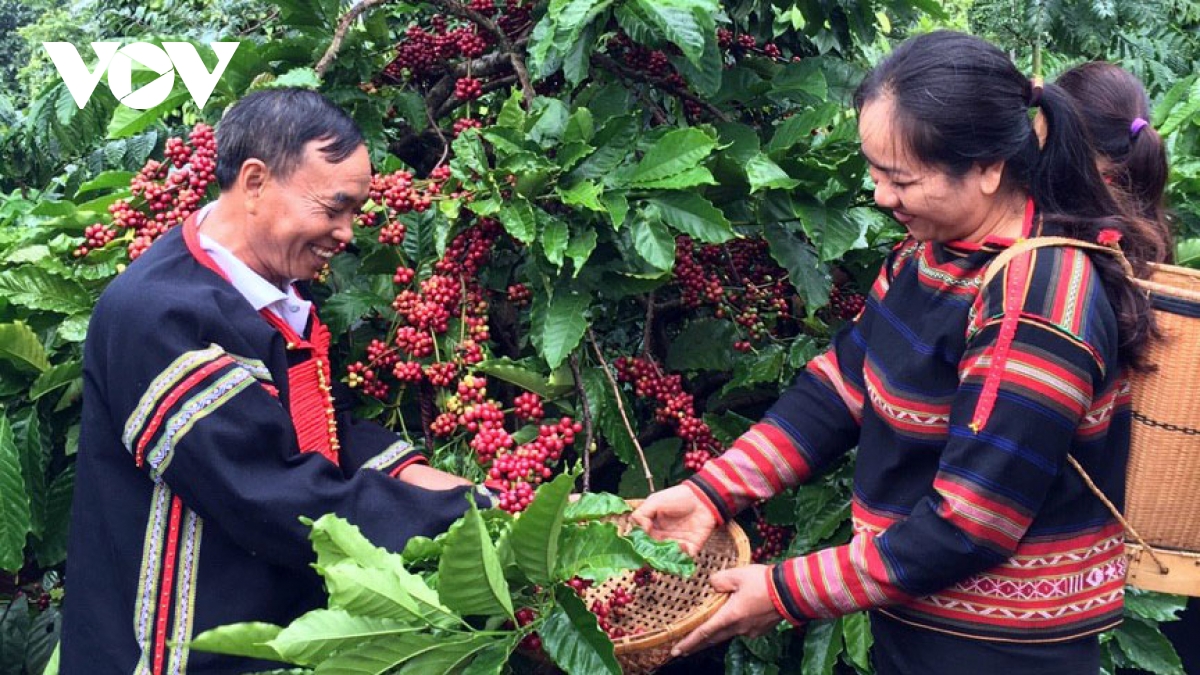 Xuất bán nguyên liệu, thương hiệu cà phê dần mất hút trên thị trường