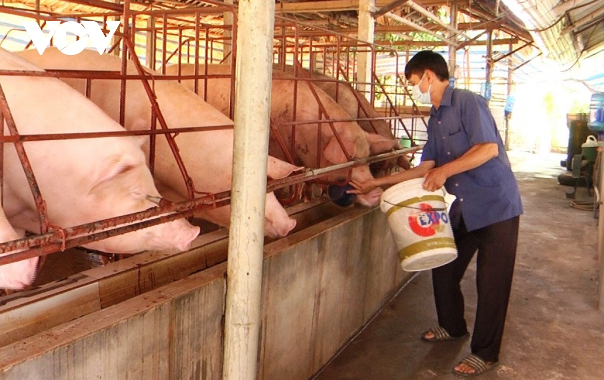 gia lon hoi xuong thap, nguoi chan nuoi dang thua lo nang hinh anh 1