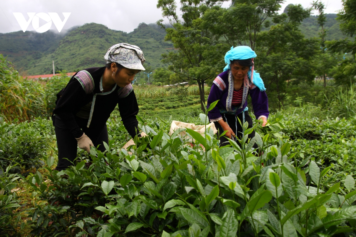 doanh nghiep lai chau dong hanh cung nguoi dan trong dai dich hinh anh 1