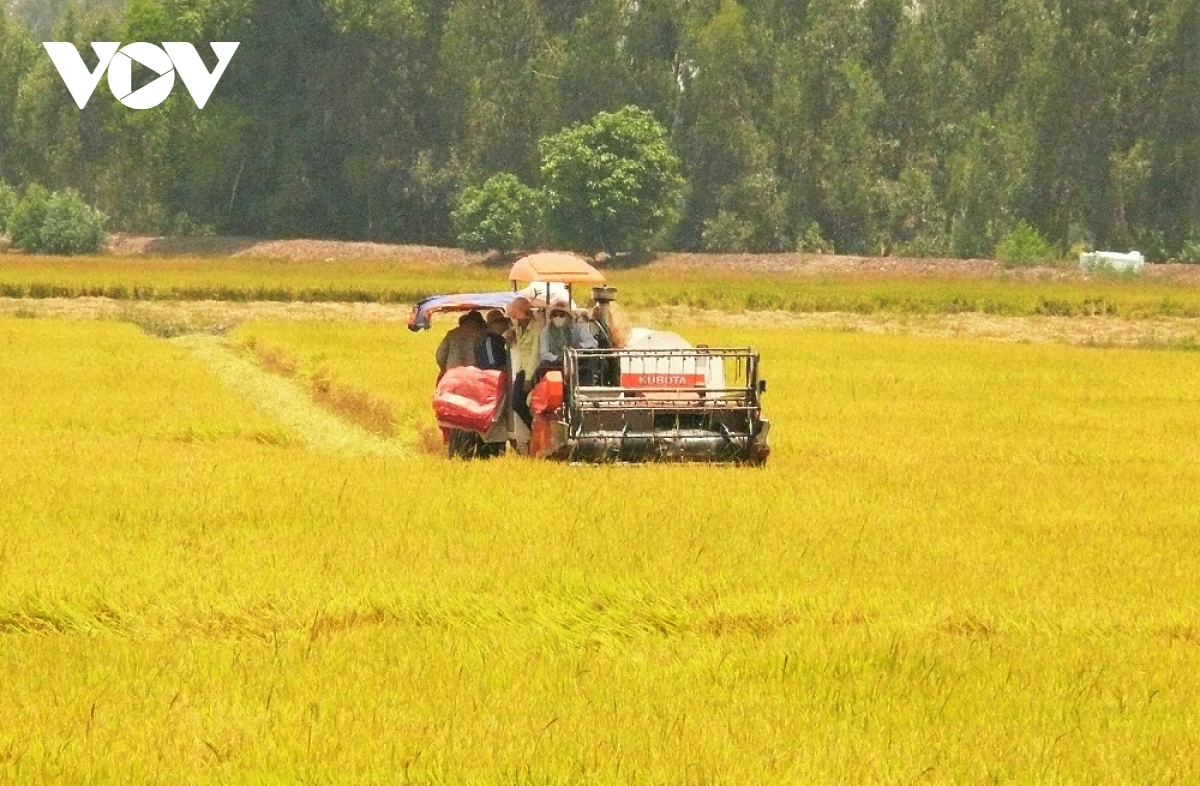 An Giang tháo gỡ khó khăn, kết nối hỗ trợ nông dân tiêu thụ lúa