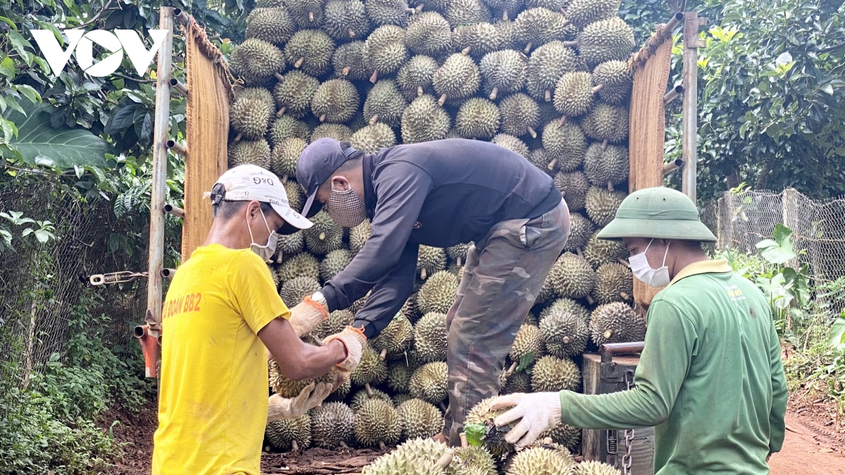 Sầu riêng Dona rớt giá, nông dân Đắk Lắk buồn thiu