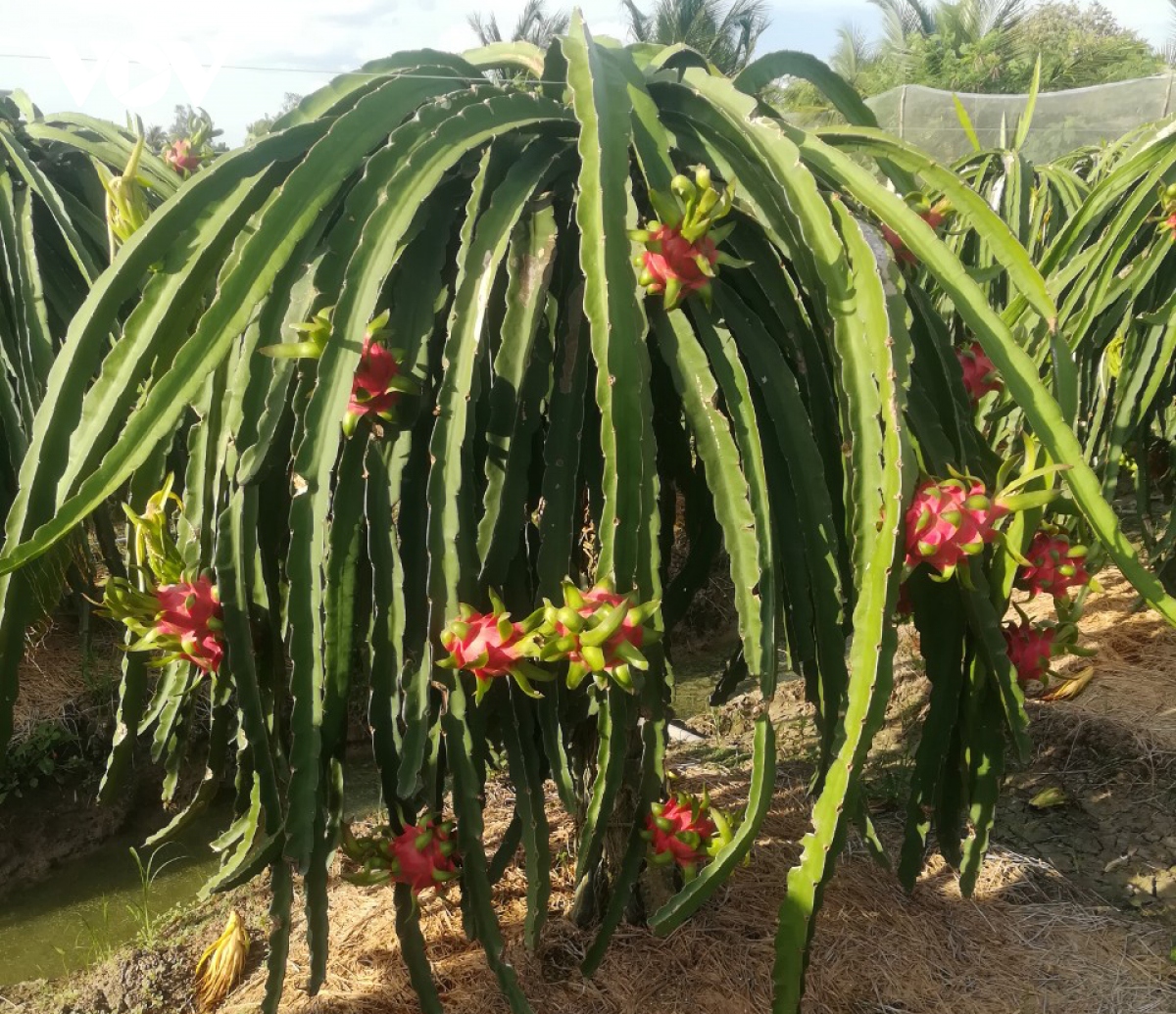 nhieu loai trai cay dac san kho tieu thu, rot gia hinh anh 1