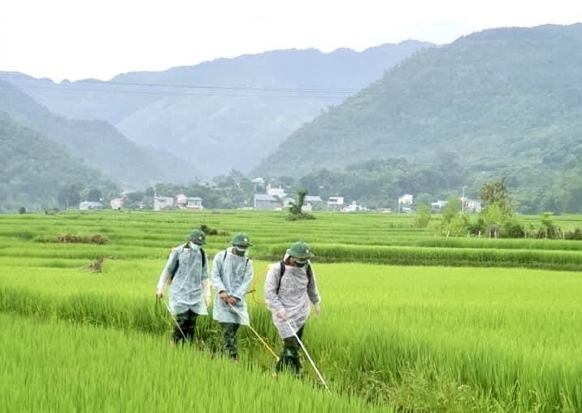 Bộ đội Sơn La giúp dân vùng dịch chăm sóc lúa