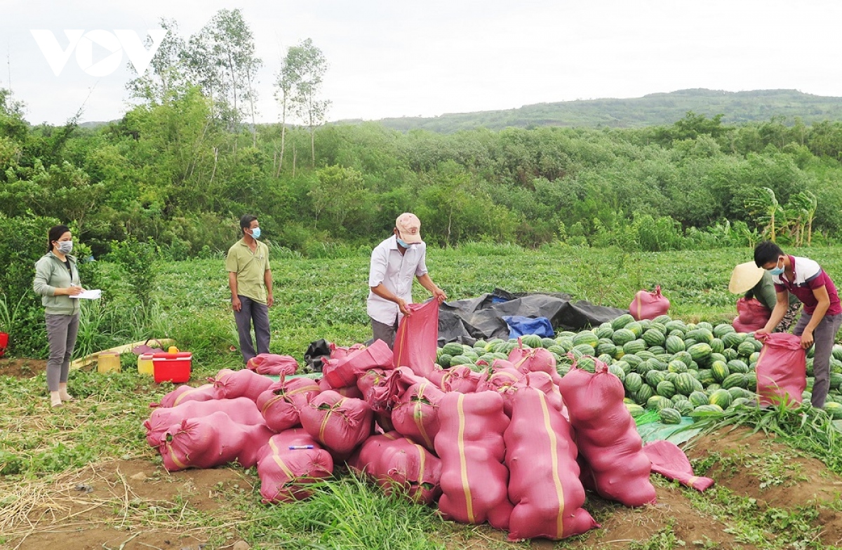 Phú Yên kết nối giúp nông dân tiêu thụ nông sản do ảnh hưởng của ...