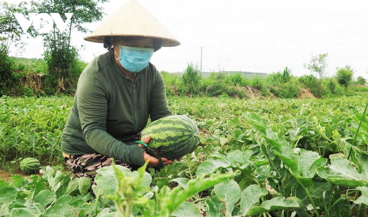 Phú Yên kết nối giúp nông dân tiêu thụ nông sản do ảnh hưởng của ...