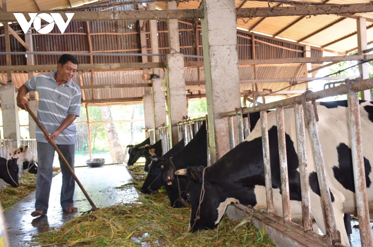 Anh nông dân làm giàu từ chăn nuôi bò sữa  Phát triển trang trại  Dân Việt