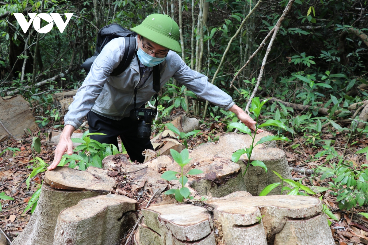 rung tu nhien tai khu di tich lich su hoi truong mua xuan phu yen bi xam hai hinh anh 12