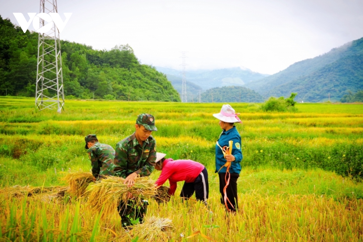 tinh quan- dan lam nen nhung mua vang hinh anh 12