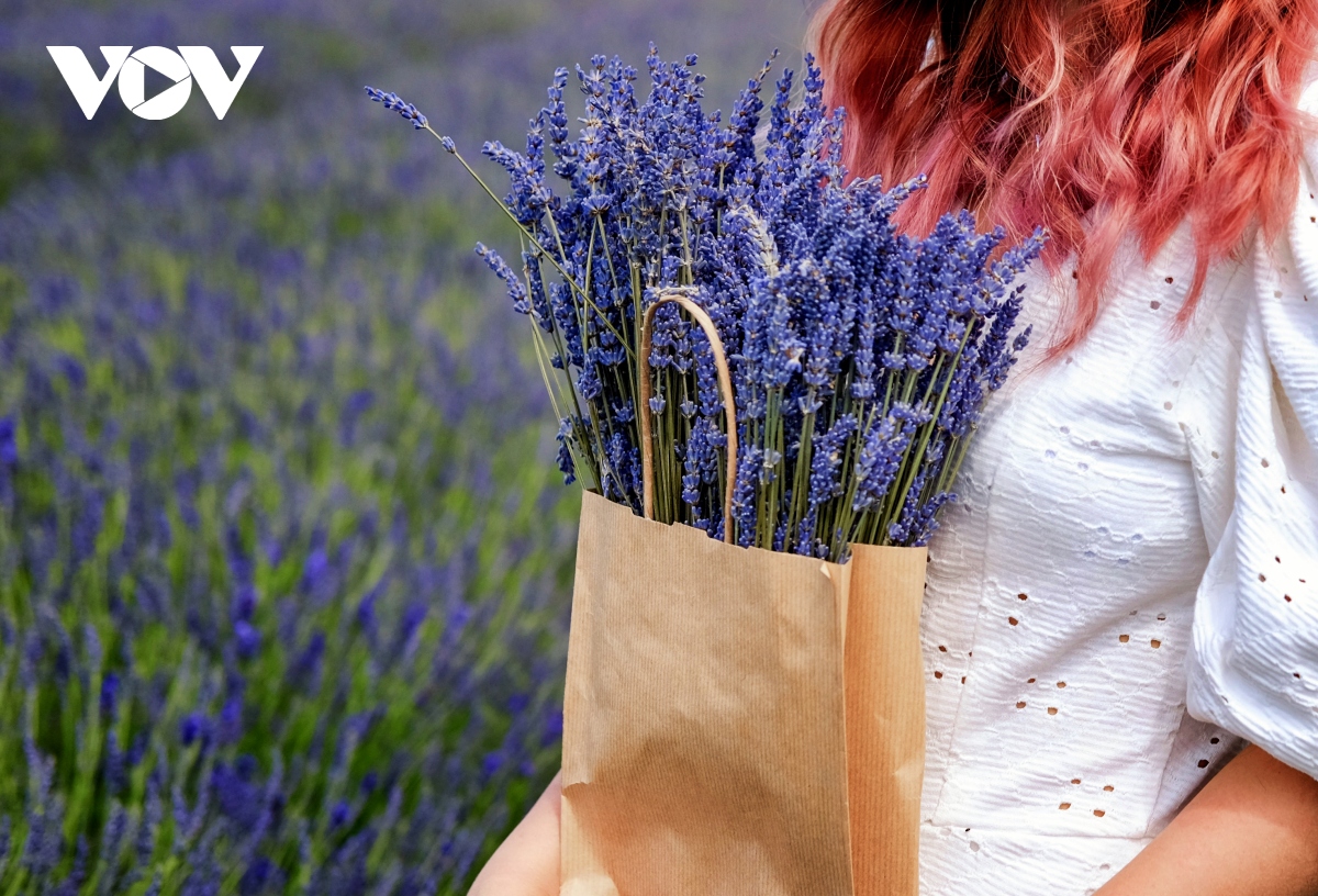 Chẳng cần đến Pháp cũng được ngắm hoa lavender tuyệt đẹp | VOV.VN