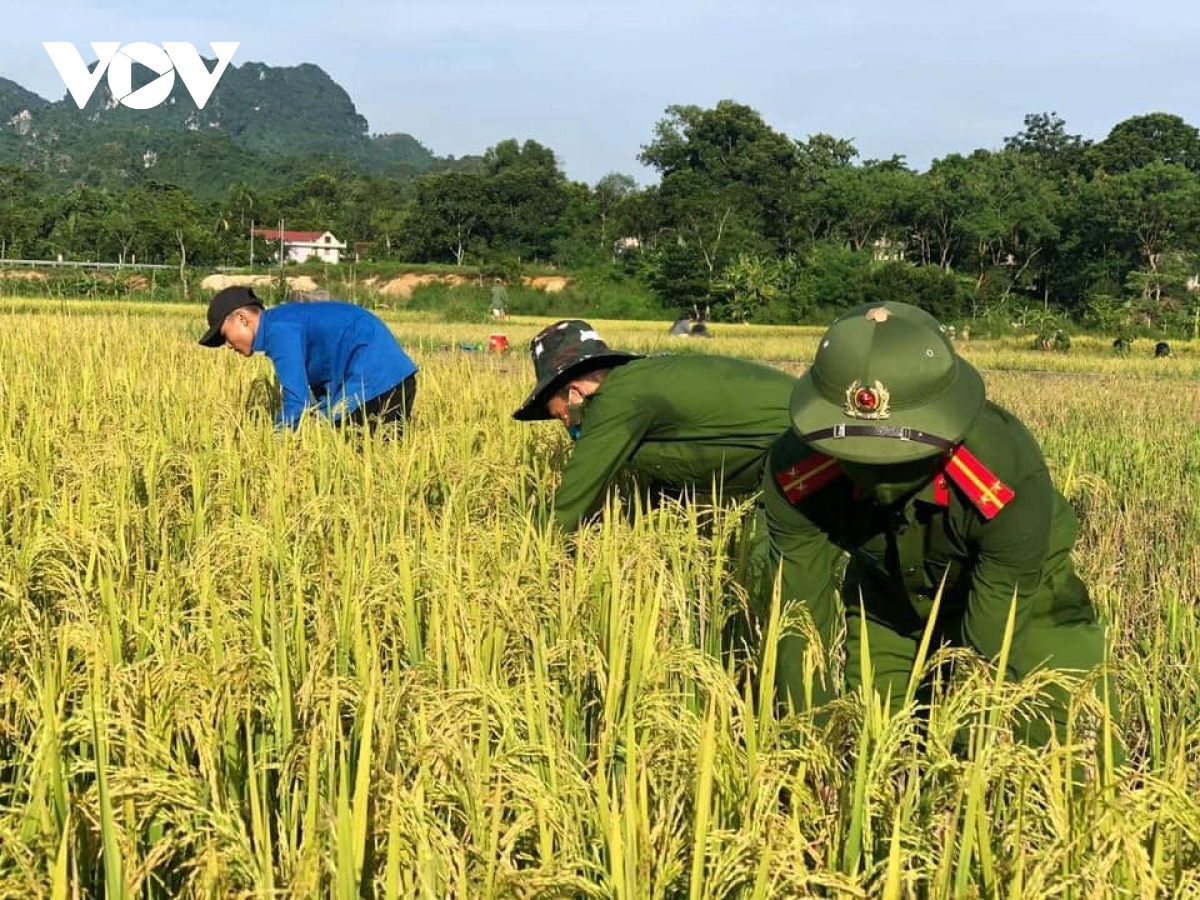 hinh anh cong an xuong dong giup dan gat lua chay bao hinh anh 10