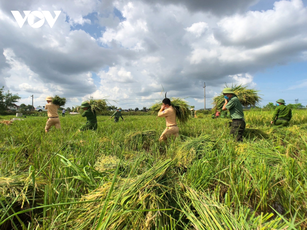 Hình ảnh công an xuống đồng giúp dân gặt lúa chạy bão | VOV.VN