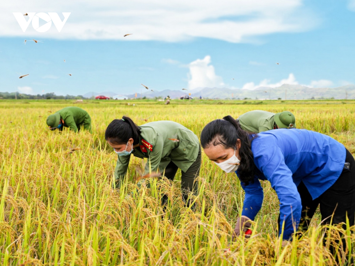 Bộ sưu tập hình ảnh gặt lúa cực chất – Top 999+ hình ảnh gặt lúa độ phân giải 4K