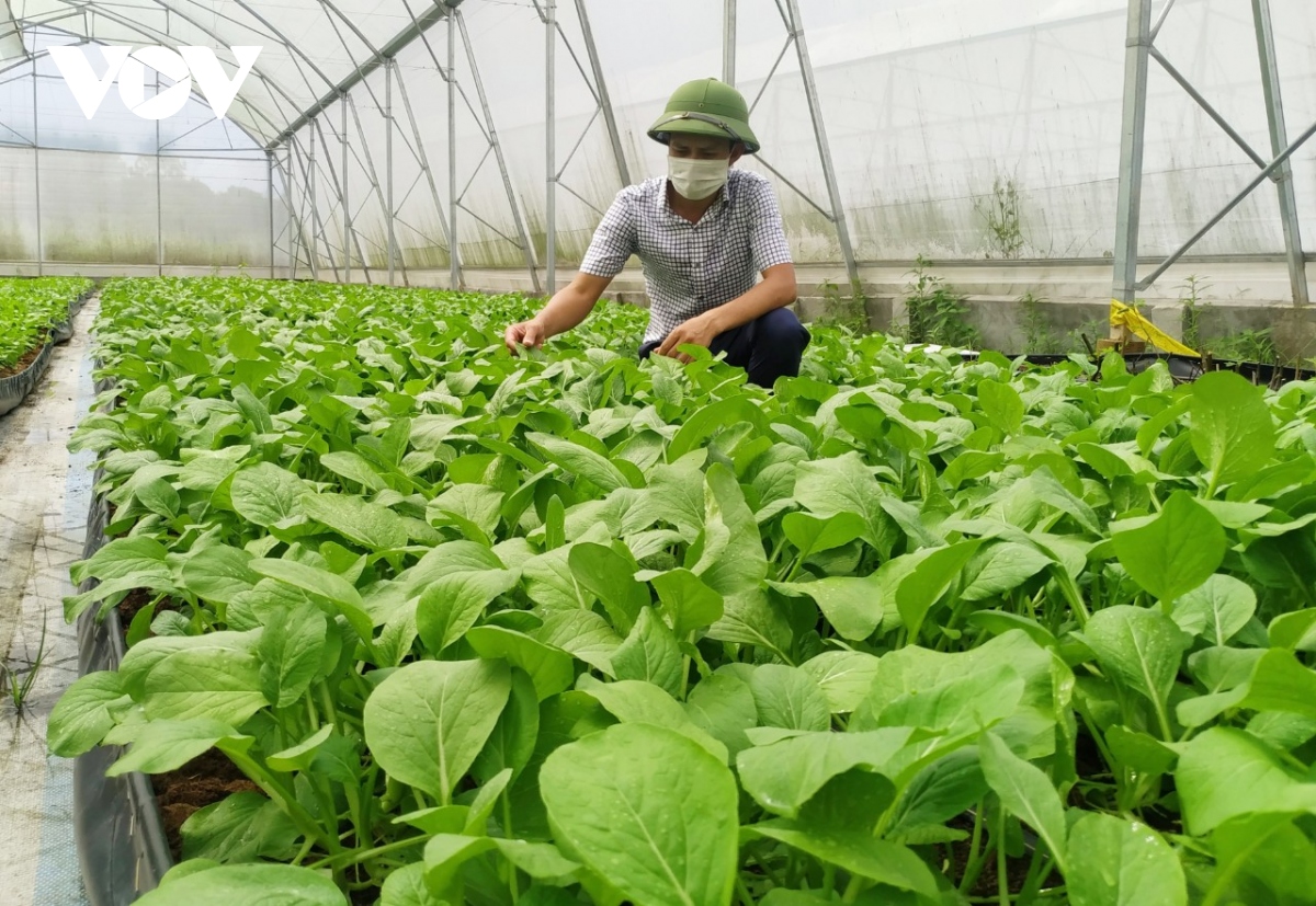 Nông dân Hà Nam làm giàu với cây trồng mới mô hình nông nghiệp hiện đại