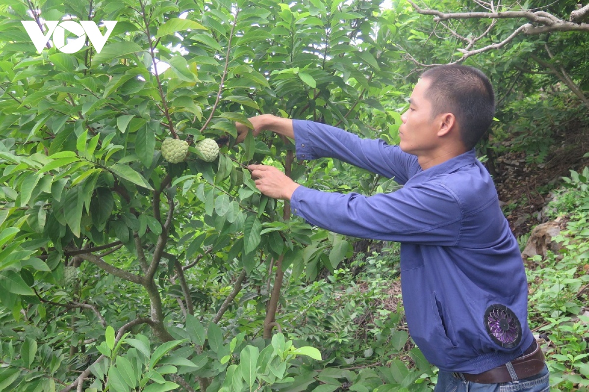 50 san luong na chi lang da duoc tieu thu hinh anh 1