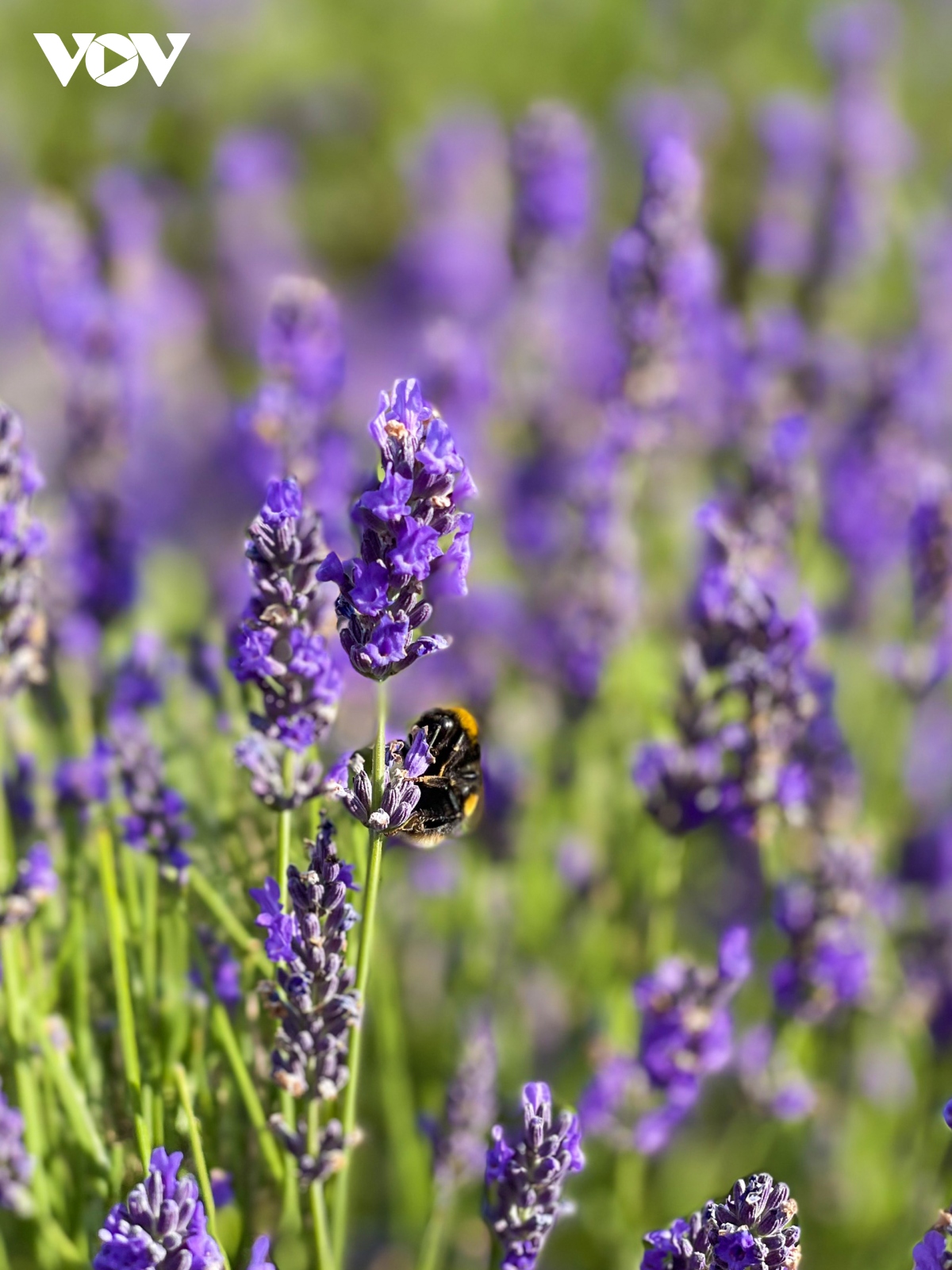 Hình nền hoa lavender cho điện thoại AmiA  Hình nền hoa lav  Flickr