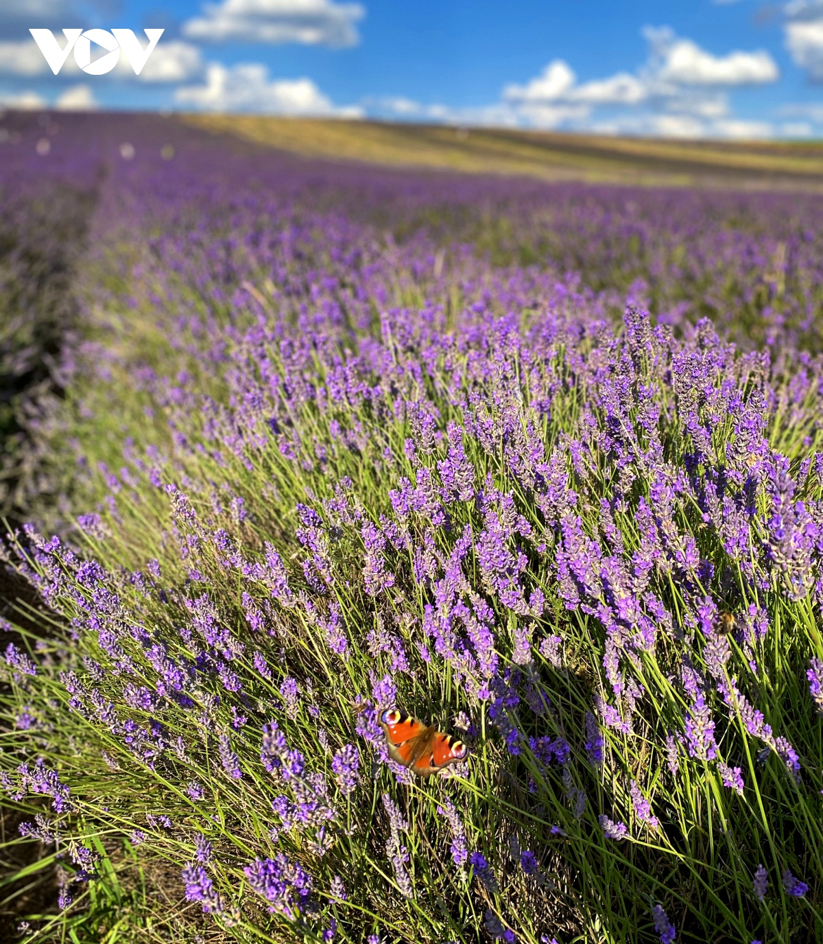 Download 500+ hình nền hoa lavender cho điện thoại mới nhất miễn phí