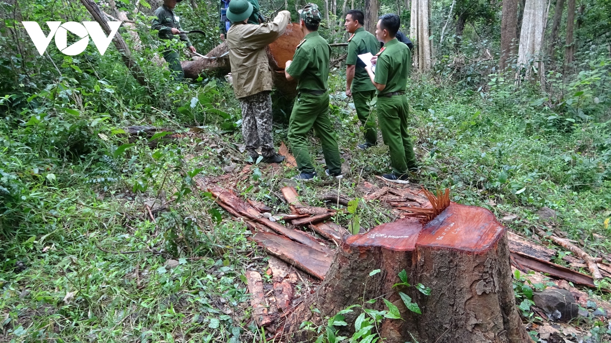 Vụ phá rừng quy mô lớn tại khu bảo tồn Ea Sô: Bắt thêm trạm phó ...