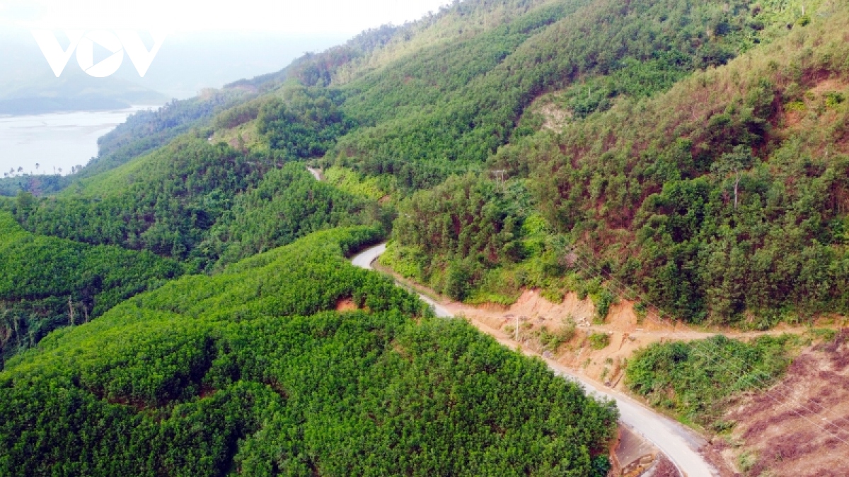 trong rung go lon, huong di ben vung hinh anh 1