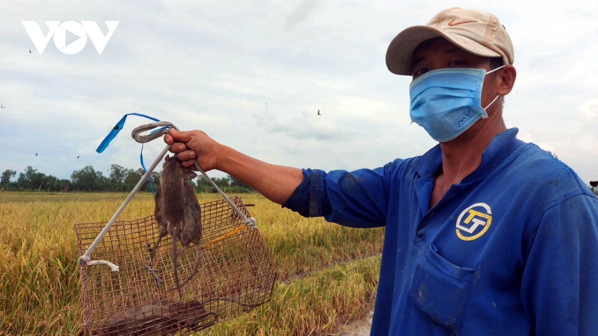 Săn chuột đồng - nghề “hốt bạc” ở miền Tây