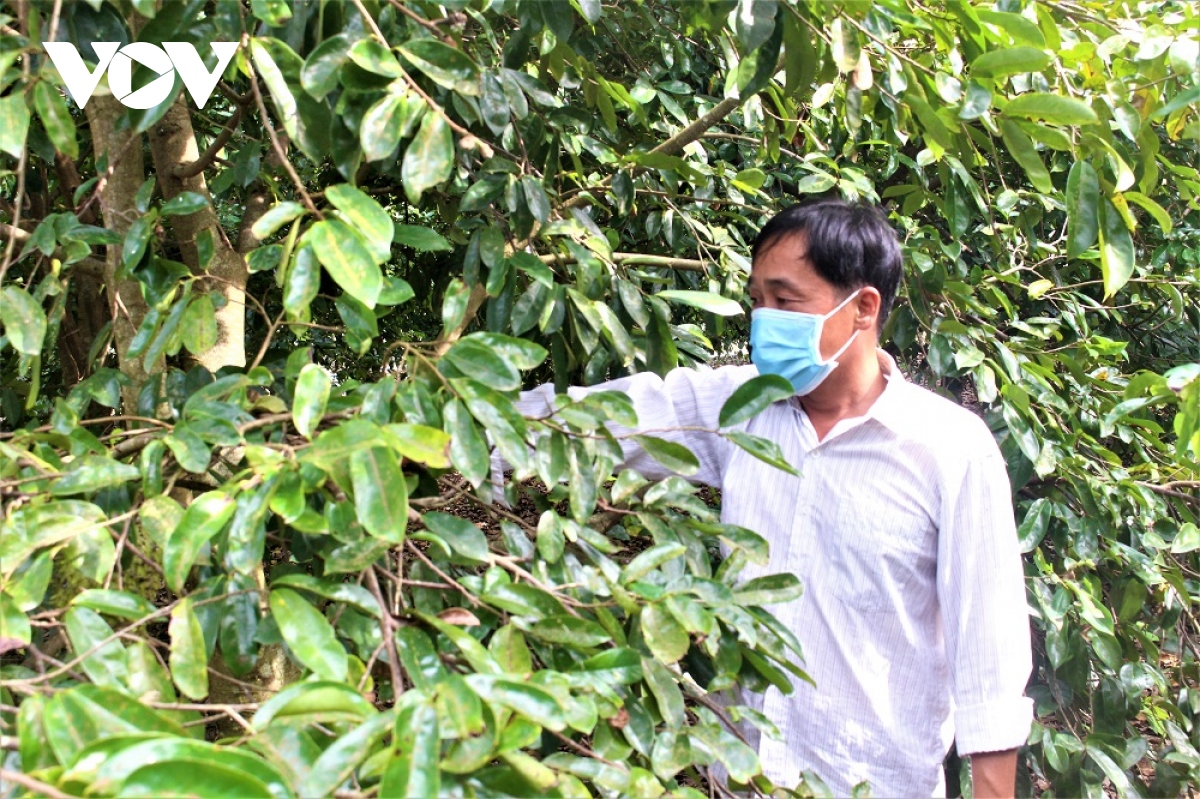 nang cao thu nhap tu chuyen doi vuon tap, dat lua kem hieu qua hinh anh 1