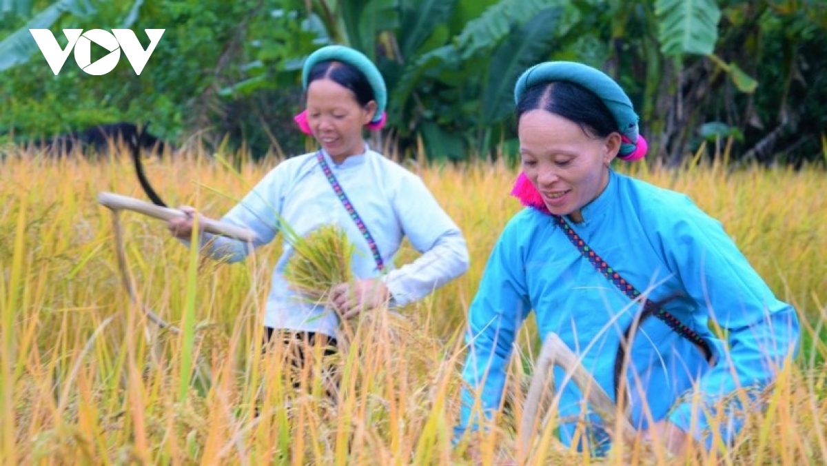 cuoc song doi thay cua nguoi san chi duoi chan nui cao ly hinh anh 3