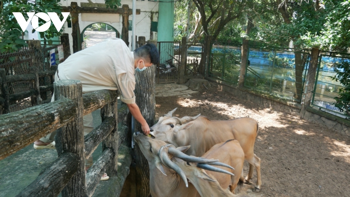 tat bat don dep thao cam vien de don khach tham quan tro lai hinh anh 5