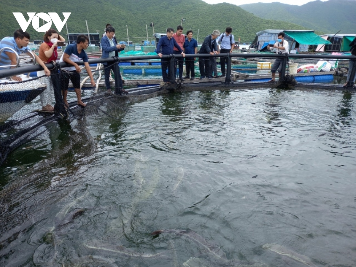 chuyen doi cong nghe, huong di ben vung cho nuoi hai san hien dai o khanh hoa hinh anh 3