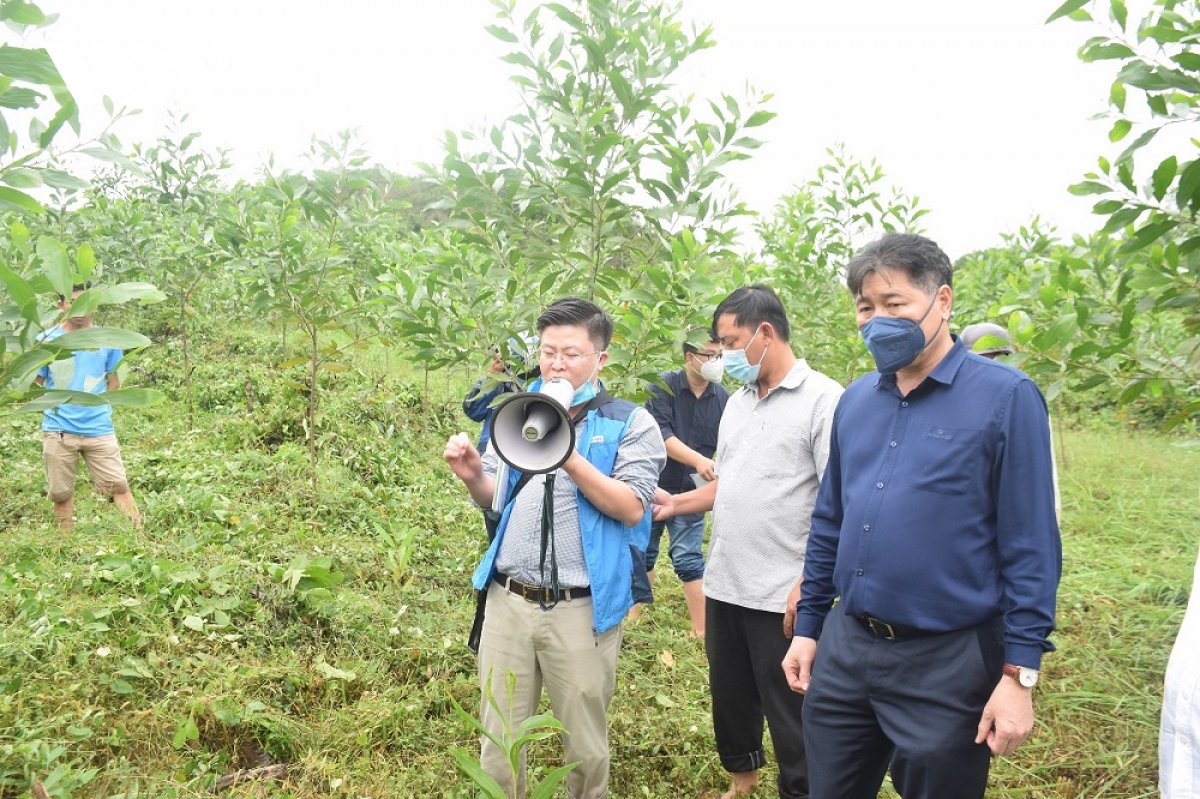 nong dan phu yen ky vong doi doi nho mo hinh tham canh go lon hinh anh 1